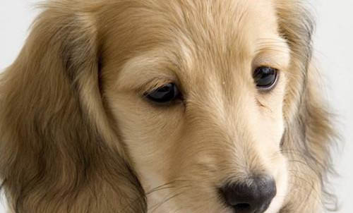 可卡犬的優缺點都有哪些