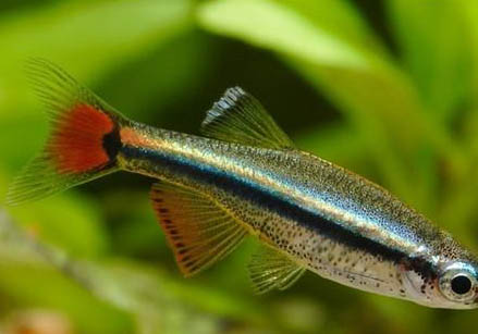 火口魚(yú)能和鸚鵡魚(yú)混養(yǎng)嗎