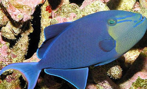 冷水魚品種有哪些適合家養的？