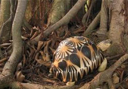 赫曼陸龜可以活多久