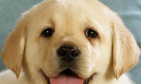 巴吉度犬是哪個國家犬
