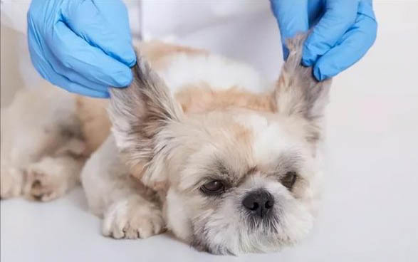 棉花面紗犬哪里有賣