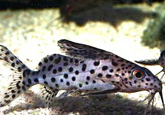 反游貓為什么反著游