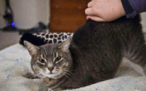 小貓咪有點打噴嚏流鼻涕怎么辦