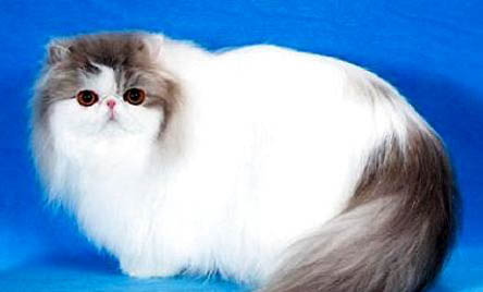 如何科學喂養波斯貓