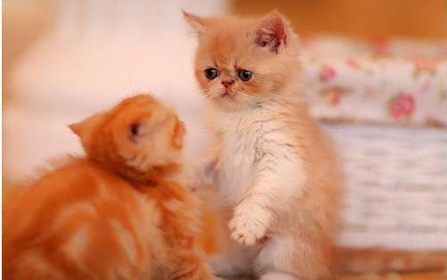 英國(guó)短毛貓有哪些遺傳疾病