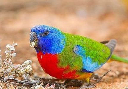 玄鳳鸚鵡會講話嗎