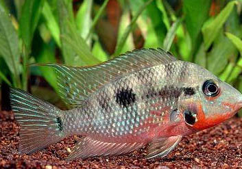 養魚用哪種水草好