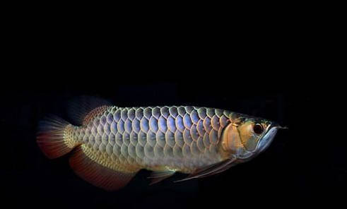 地圖魚多大可以繁殖