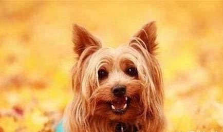 約克夏梗飼養(yǎng)有什么注意點