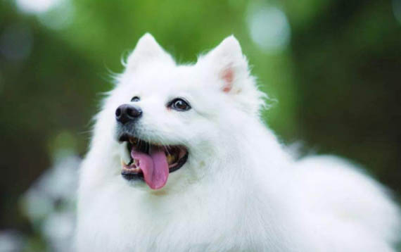 如何讓銀狐犬認窩呢