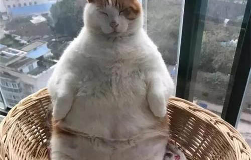 貓咪能吃雞腿肉嗎
