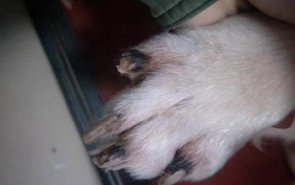 狗狗可以吃白蘿卜嗎?