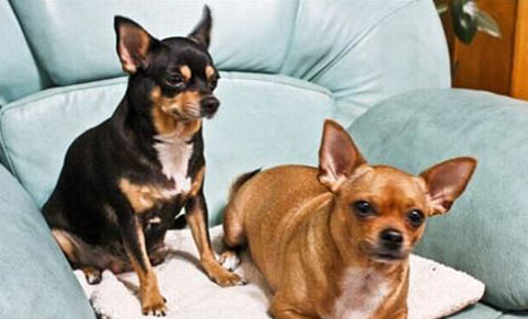 狗狗普通腸炎和細小有什么區別