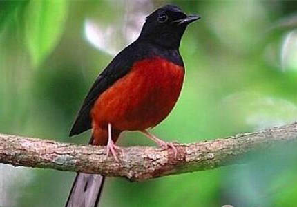 四喜鳥飼料哪個牌子最好