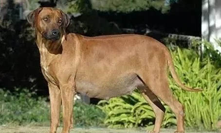狗狗為什么在家天天睡覺啊