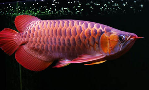 龍魚有寄生蟲怎么辦