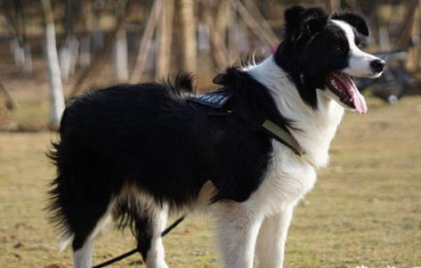 邊境牧羊犬口吐白沫的原因及處理方法