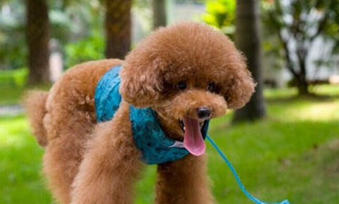 有狗專門吃的避孕藥嗎