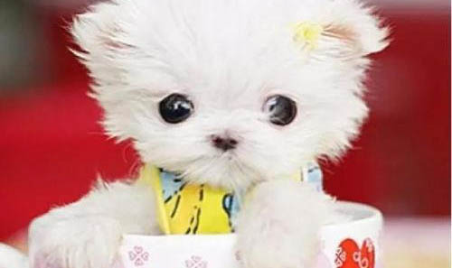 茶杯犬壽命一般能活多少年