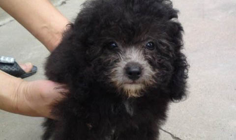 貴賓犬多久洗一次澡