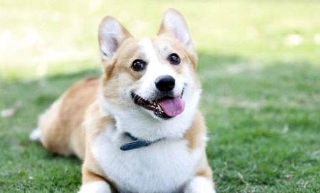 狗狗腸套疊的病因