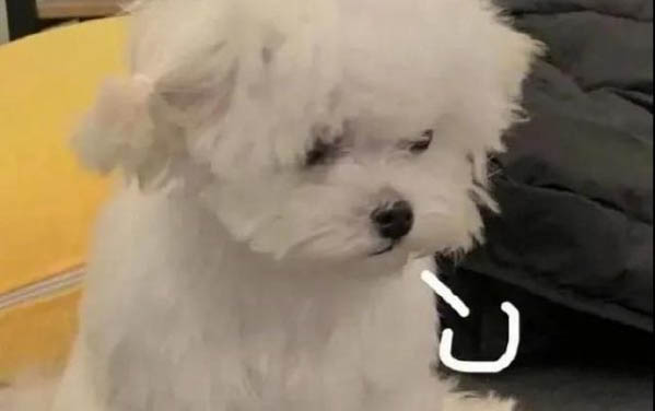 世界最高大的狗有多高啊