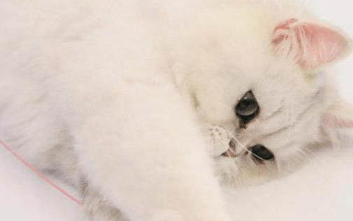 飼養貓咪需要注意哪些事項