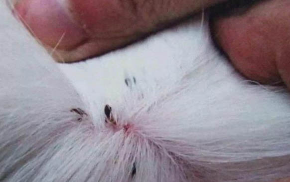 貓咪身上皮膚脫毛是什么問題導致的？