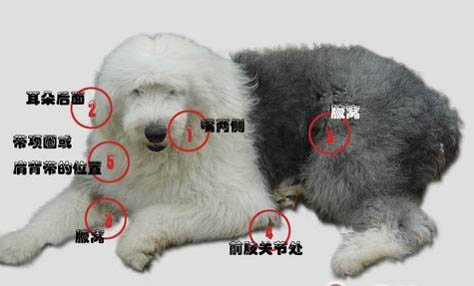狗狗可以喝純牛奶嗎