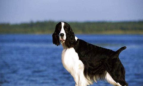 史賓格犬訓(xùn)練方法