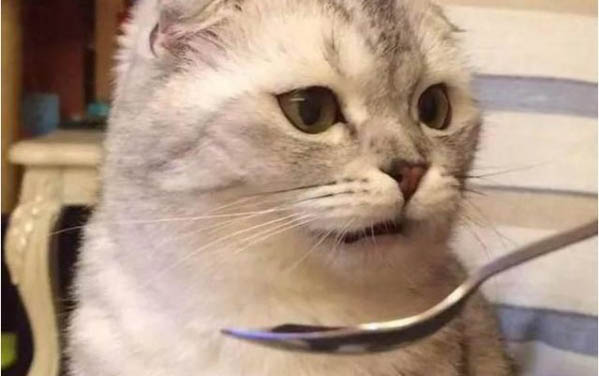 小貓一直吐黃水怎么辦？求解！
