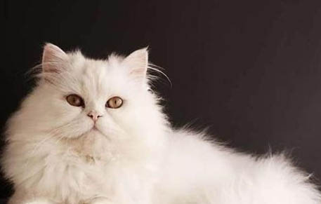 波斯貓和金吉拉哪個(gè)好養(yǎng)