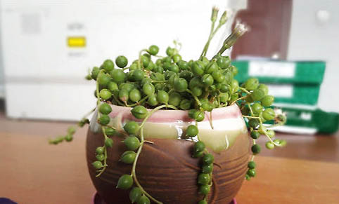 吊蘭對(duì)貓有毒嗎