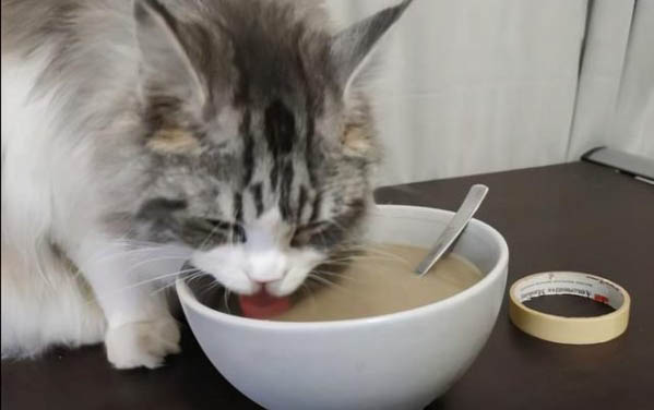 貓咪心情不好會怎么樣呢？