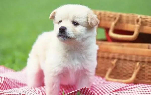 狗為什么喜歡咬尾巴