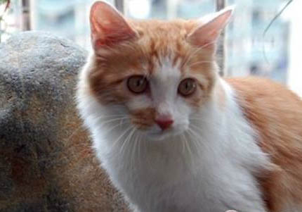 金吉拉貓為什么不能養(yǎng)