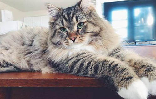 西伯利亞雪橇犬和阿拉斯加的區別是什么