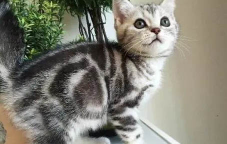 虎斑暹羅貓性格怎么樣