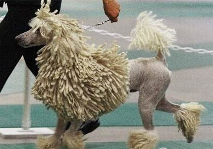 可蒙犬半夜突然叫的原因及處理方法