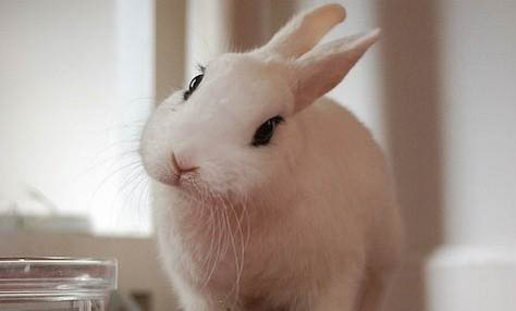 幼兔能吃什么蔬菜