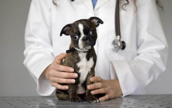 貴賓犬做夢哼唧需要叫醒嗎