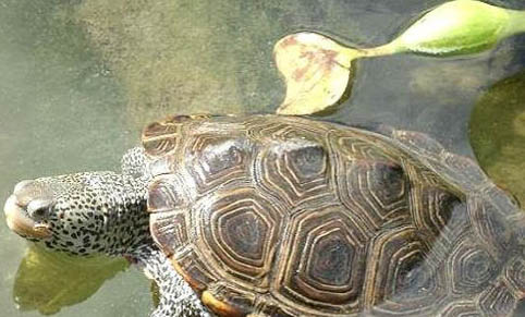 寵物龜注射注意事項