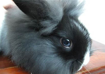 山東獅子貓價格多少錢一只