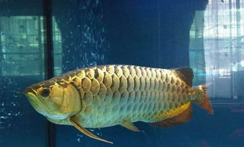 金龍魚多久喂食一次比較好