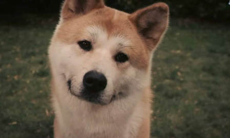需要斷尾的狗狗