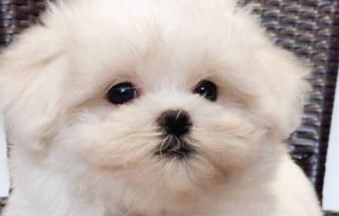 馬爾濟斯和西施的區別