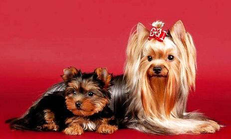 約克夏掉毛厲害嗎