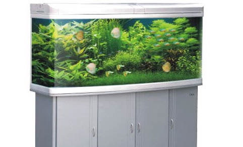 觀賞魚幾天喂一次比較合適?