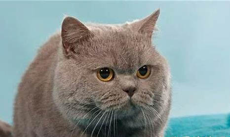 卡爾特貓打嗝的原因及處理方法